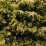 Juniperus chinensis 'Pfitzeriana Aurea'.png